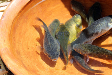 Carachi fish, typical from titikaka lake.