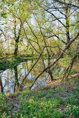 Spring shady forest with all color tones of green and small river, Irpen, Ukraine. The first spring green leaves on an old tree