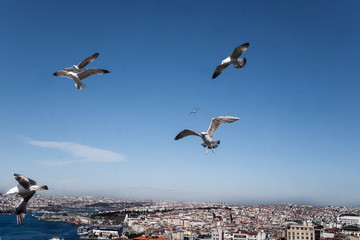 Fototapeta premium Seagulls over Istanbul, Turkey.