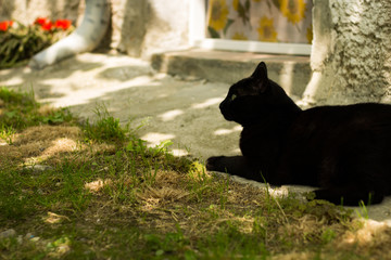 Obraz na płótnie Canvas Black Cat in the Garden