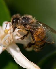 Bee on flower
