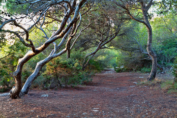 Forest landscape. Mystical .Tree branches bending over forest path with light shining through trees and green leaves and foliage