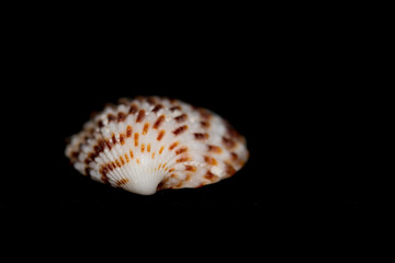 Blurred seashell on black background