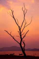 Abstract of dry tree on sunset background.