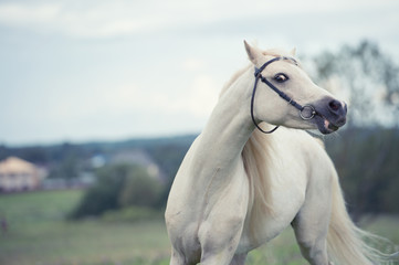 Obraz na płótnie Canvas beautiful cream pony stallion running in field. cloudy day