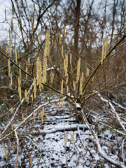 Hazel catkins in the snow