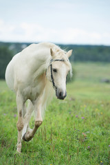 beautiful cream pony stallion running in field. cloudy day