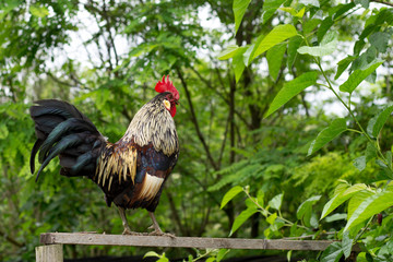 Rooster in the Garden