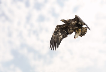 Juvenile Bald Eagle in flight with fish against soft clouds