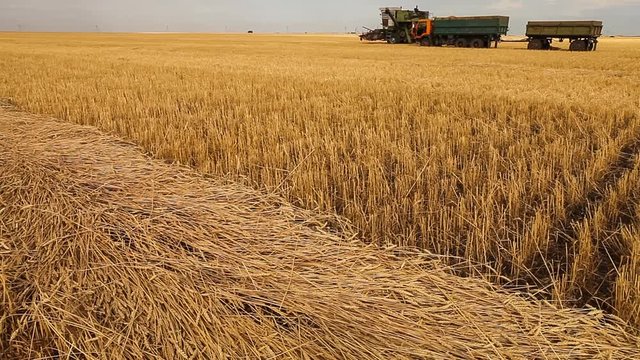 Beveled ears of wheat. Wheat field. Harvest.