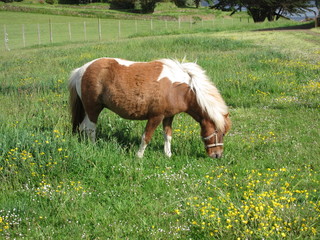 Naklejka na ściany i meble Pony in a meadow