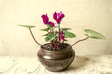 Small clay pot with blooming purple cyclamen on wooden table covered with patterned border
