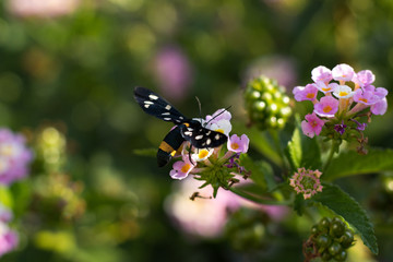 Sytomis Phegea