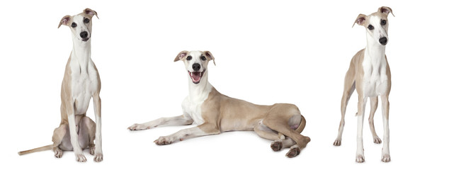 Whippet dog over white - obrazy, fototapety, plakaty