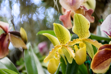 Paphiopedilum orchid flowers in park