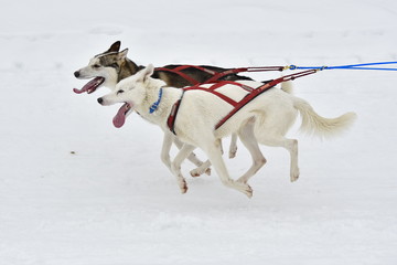 Schlittenhunderennen