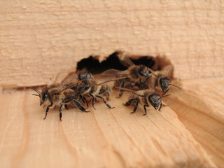 Bee