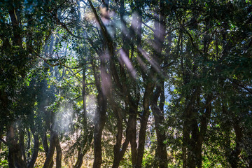 Forest with sunlight. The sun rays through branches of trees