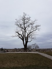 Fototapeta na wymiar Samotne drzewo