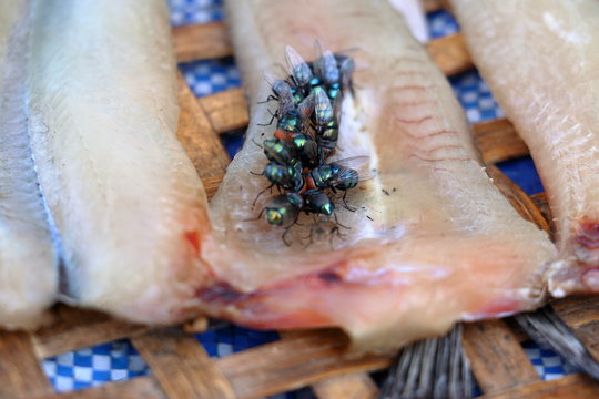 Fly on dried fish in market fresh.