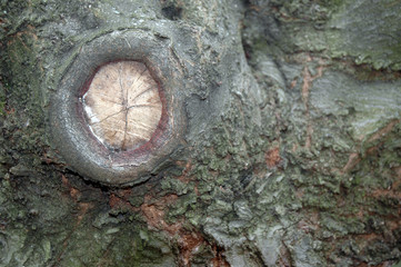 Baum mit heilender Wunde