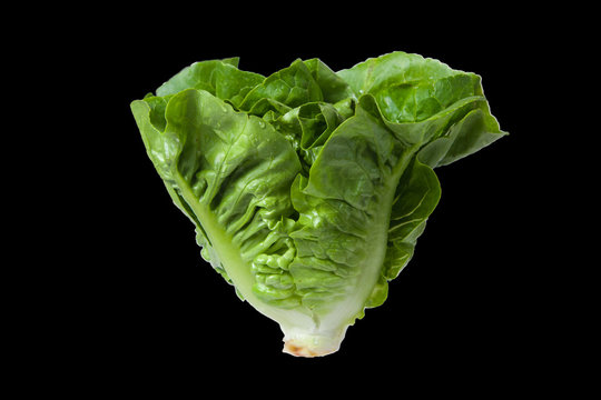 Salad leaf. Lettuce isolated