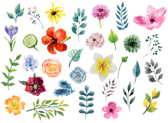 Obraz premium Zestaw elementów akwarela kwiatów