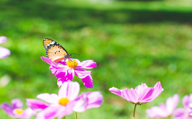 beautiful butterfly on cosmos field in the park.