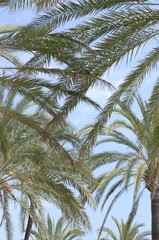 Fototapeta na wymiar Palms in Marbella, Spain