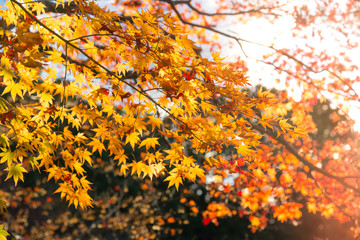 the beautiful autumn color of Japan maple.leaves on tree, yellow, orange and red discoloration with  sunset / sun rise light effect (yellow light) on glass in park.