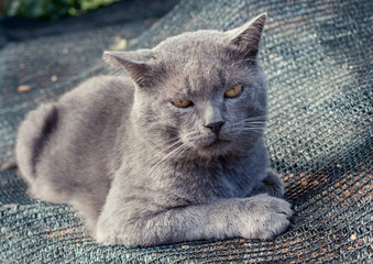 Displeased gray cat is lying on gray grid.
