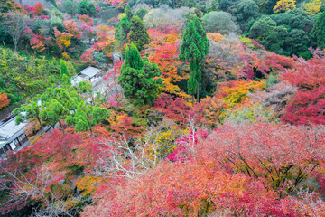 the beautiful autumn color of Japan maple.leaves on tree, yellow, orange and red discoloration in the park, when the leaves change colorful in November, every year