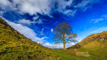 Sycamore Gap on Hadrian's Wall in Northumberland, England