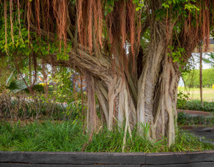 Mangroven Baum, Wurzeln, Sümpfe