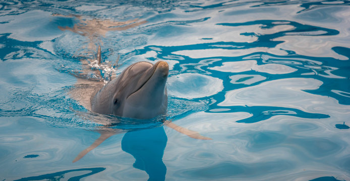 fr&ouml;hliche Delfine im Wasser