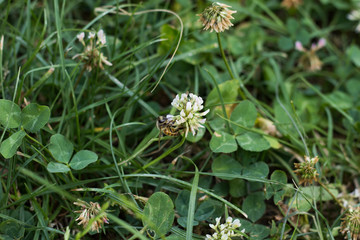 Bee on clover flower