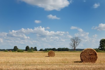 Golden field with round hay bales and dead tree against a picturesque cloudy sky on a perfect sunny day

