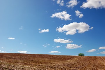 Empty field after finished harvesting with a single tree under cloudy blue sky
