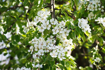 Cherry tree spring blossom, branch with flowers closeup