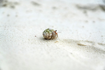 Small crab