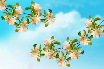 Obraz premium Blossoming branch apple.