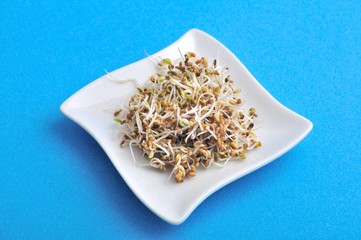 Plates of seeds germinated alfafa.