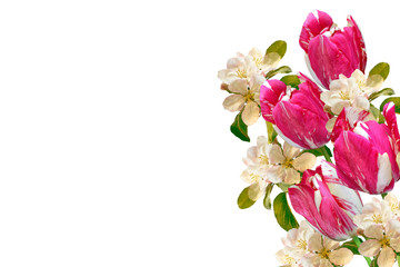 Flowering branch of apple isolated on a white background. Spring