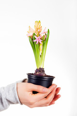 woman's hands holding house plant hyacinth isolated on white background