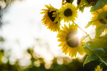 Sonnenblumen im Gegenlicht 