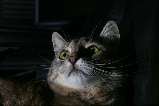 Puzzy cat