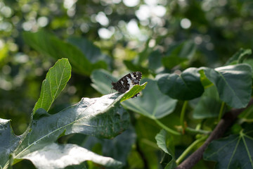 Butterfly on Flowers