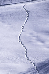 la traccia della volpe sulla neve 