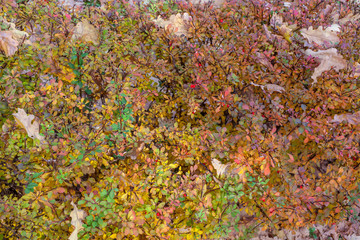 pattern of colored leaves and berries
