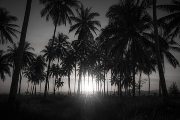 Naklejka premium Black and white image of silhouette coconut palm trees on beach at sunset.